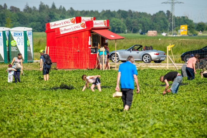 Menschen laufen über ein Erdbeerfeld, um sich Erdbeeren selber zu pflücken