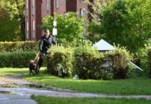 Hunde von der Polizei durchkämmen die Grünanlage einer Wohnhaussiedlung.