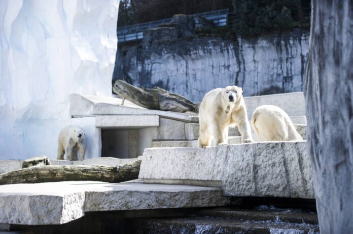 Drei Eisbären befinden sich in ihrem Gehege in einem Zoo wie dem Karlsruher Zoo