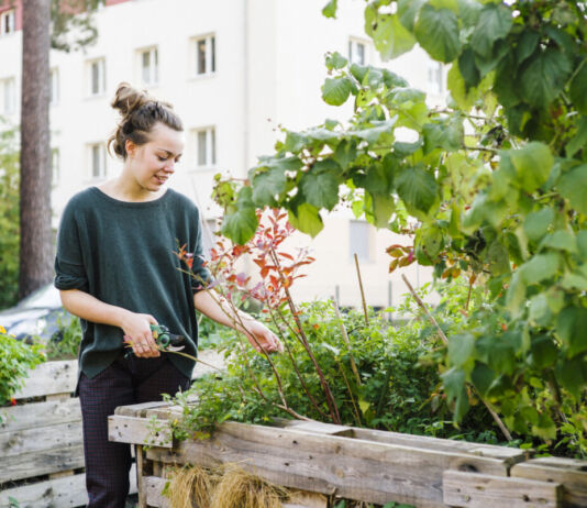 Eine glückliche junge Frau im grünen Pullover ist in der Stadt gerade bei der Gartenarbeit an einem dick und üppig bepflanztem Hochbeet mit Kräutern, Grünzeug, Gewächsen und Blumen.