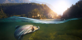 Vor einer malerischen Naturkulisse beim Sonnenaufgang im Wald wird ein im Wasser gefilmter Wildwasser-Fisch gerade mit einer Angel gefangen