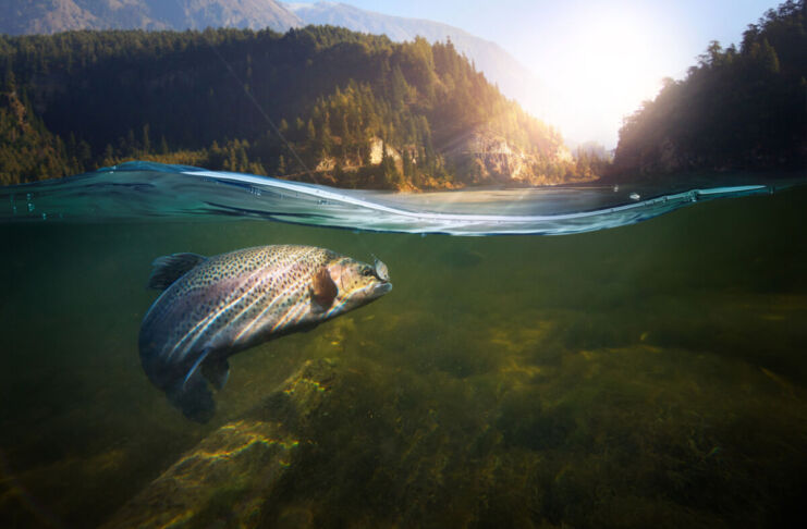 Vor einer malerischen Naturkulisse beim Sonnenaufgang im Wald wird ein im Wasser gefilmter Wildwasser-Fisch gerade mit einer Angel gefangen