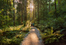 Zwei junge Wanderer sind auf einem schönen, sonnenbelichteten Waldweg mitten in der Natur. Umgeben von Moos, Sträuchern und verschiedenen Laubbäumen gehen sie einen idyllischen Waldpfad entlang.
