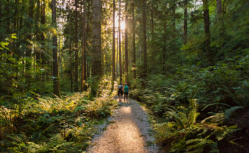 Zwei junge Wanderer sind auf einem schönen, sonnenbelichteten Waldweg mitten in der Natur. Umgeben von Moos, Sträuchern und verschiedenen Laubbäumen gehen sie einen idyllischen Waldpfad entlang.