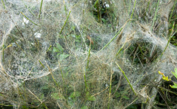 Auf einer Wiese sind Unmengen von weißen Spinnennetzen. Darauf liegt Tau. Unter dem Netz ist grünes Gras und Klee sichtbar.