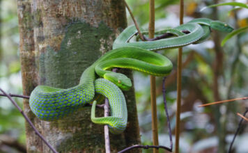 Eine giftgrüne Schlange im Regenwald. Sie windet sich um einen dünnen Ast in der Nähe eines Baumstammes. Ihre Haut ist grün-gelb und die Farben deuten darauf hin, dass sie für Tiere und Menschen giftig sein könnte.