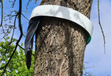 An einer Eiche hängt ein schwarzer Beutel, der mit einem Ring um den Baumstamm befestigt ist. Dies soll eine Falle gegen die Eichenprozessionsspinner und deren Raupen sein.