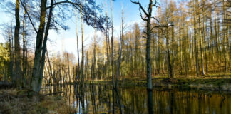 Ein Moorgebiet bei gutem Wetter und blauem Himmel. Das Wasser bildet im Moor eine Art See und am Rand stehen einige Bäume.