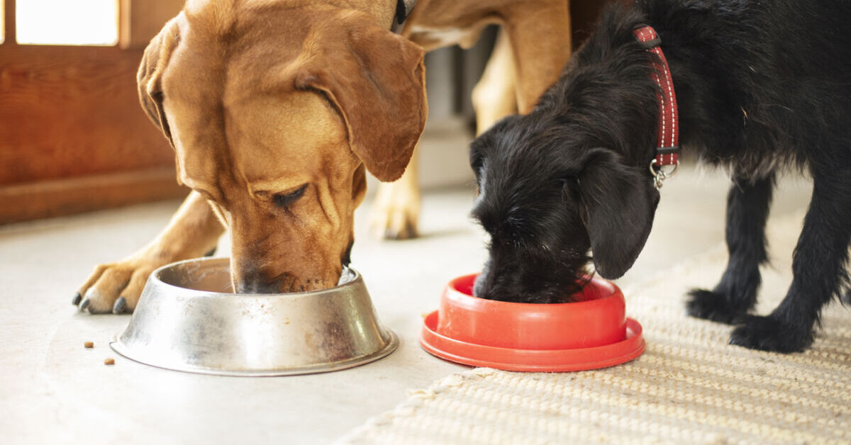 F-r-25-Cent-Discounter-Hundefutter-schl-gt-teure-Marken-im-Test