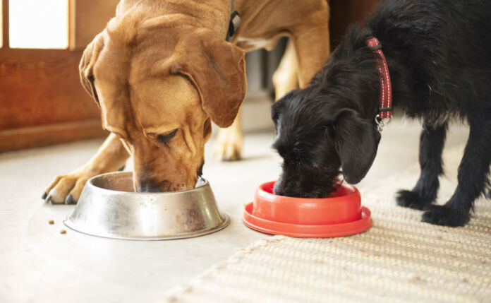 Zwei Hunde fressen aus zwei Näpfen ihr Hundefutter. Es handelt sich um einen Golden Retriever und einen kleinen schwarzen Hund. Ein wenig Trockenfutter liegt auf dem Fußboden verteilt.