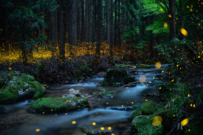 Ein dunkler Waldweg mit vielen LEDs, Leuchtelementen, die wie Glühwürmchen aussehen. Es ist dunkel, kein Spaziergänger oder Wanderer ist nachts im Wald unterwegs.