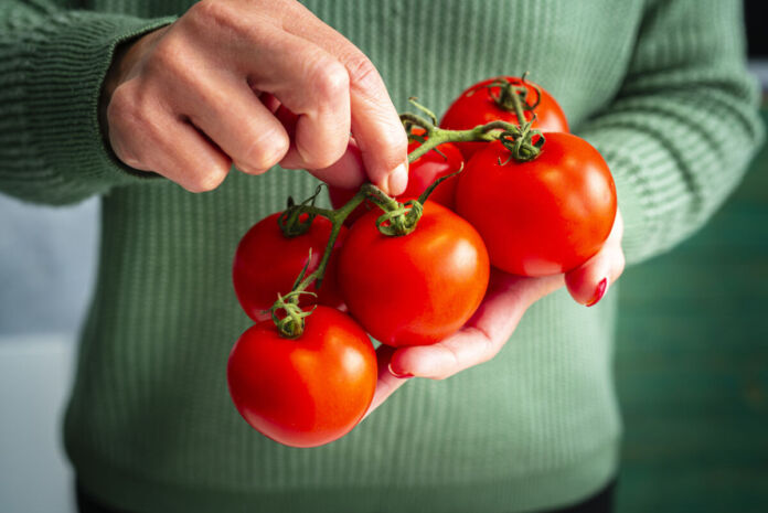 Ein Mann, der nicht zu erkennen ist und einen grünen Pullover trägt, hält in den Händen Strauchtomaten, die rot leuchten und reif sind.