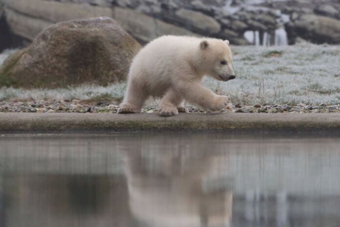 Ein kleines Eisbärenbaby ist draußen im Zoogehege unterwegs. Es erkundet die Außenanlagen, die Wiese, das Gehege und die Freifläche. Die Besucher sind sehr neugierig und wollen alle den Nachwuchs sehen.