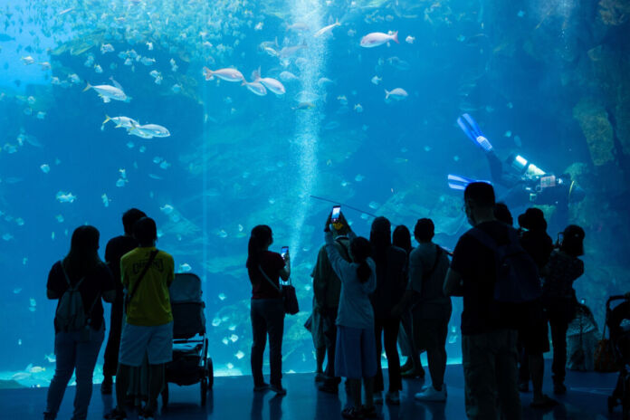 Die Besucher eines Naturkundemuseums, eines Zoos oder eines Tierparks betreten ein großes Aquarium. In diesem Aquarium leben Meeresbewohner, Fische und andere Tiere, die man bestaunen kann.