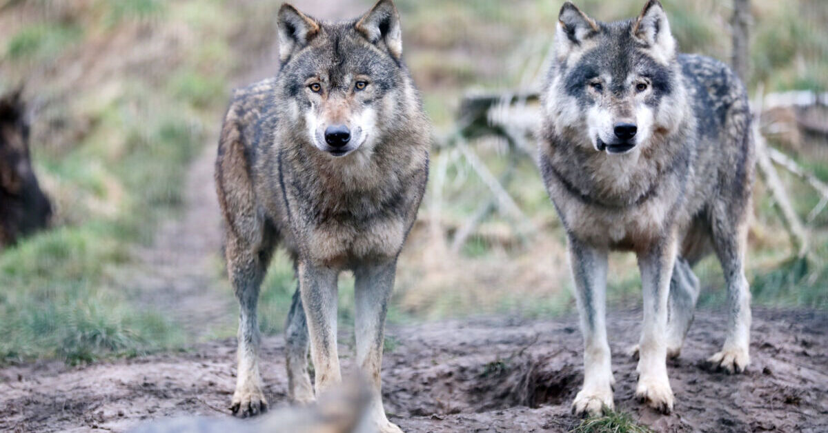 W-lfe-treiben-sich-im-Kreis-Karlsruhe-umher-B-rger-in-Sorge