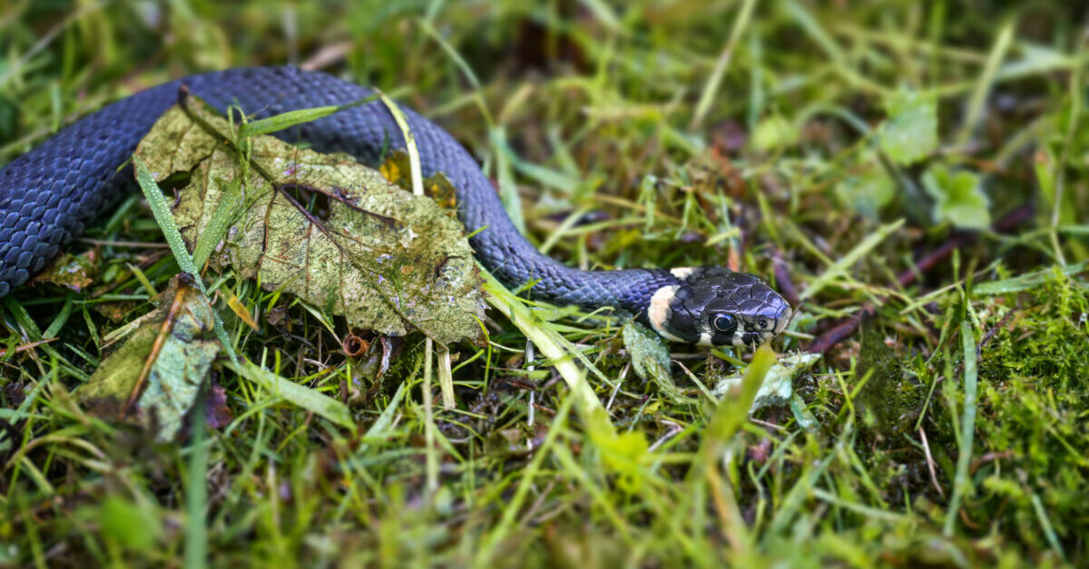 Sichtungen-Schwarze-Schlangen-breiten-sich-in-Bundesland-aus