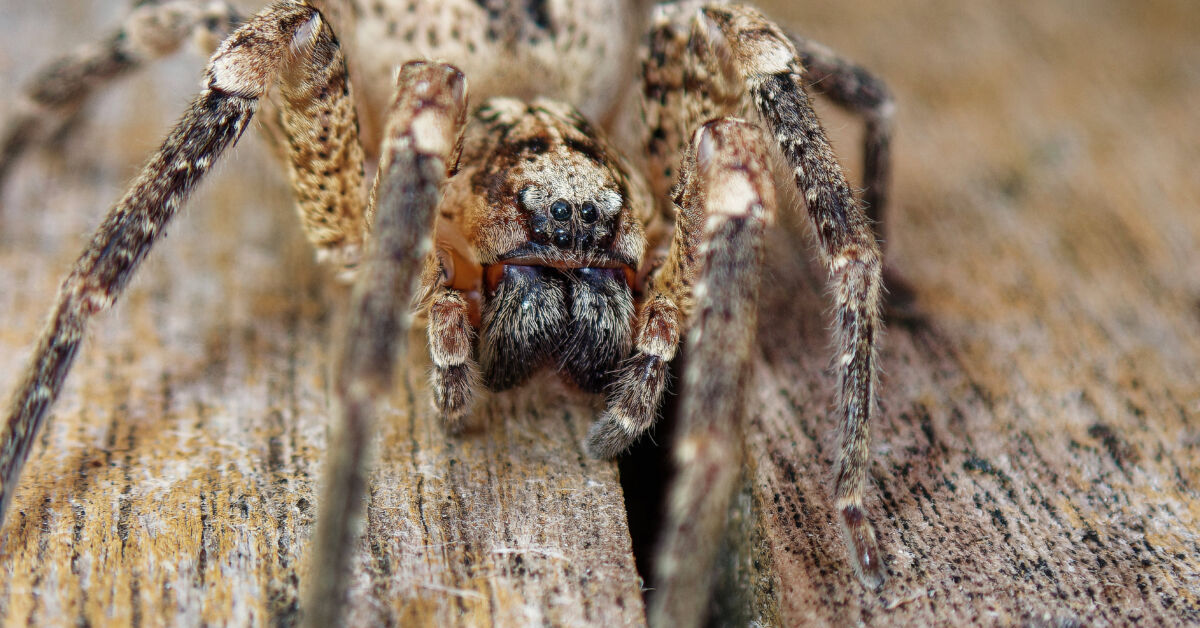 Giftige-Spinne-breitet-sich-in-Bundesland-aus-Fenster-schlie-en-