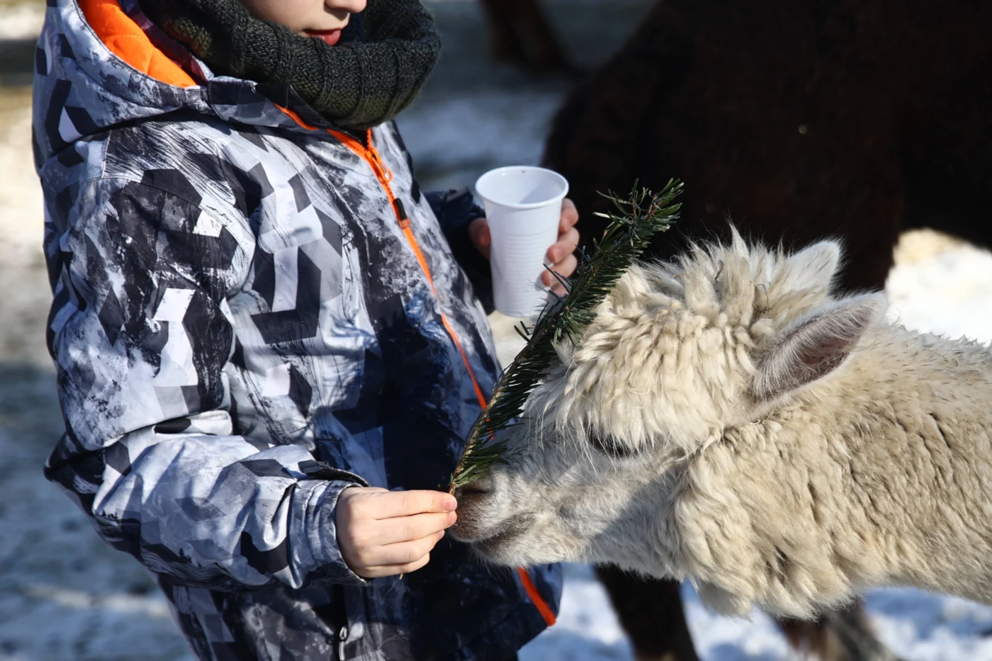 Kuscheln-Erster-Alpaka-Weihnachtsmarkt-Deutschlands-er-ffnet