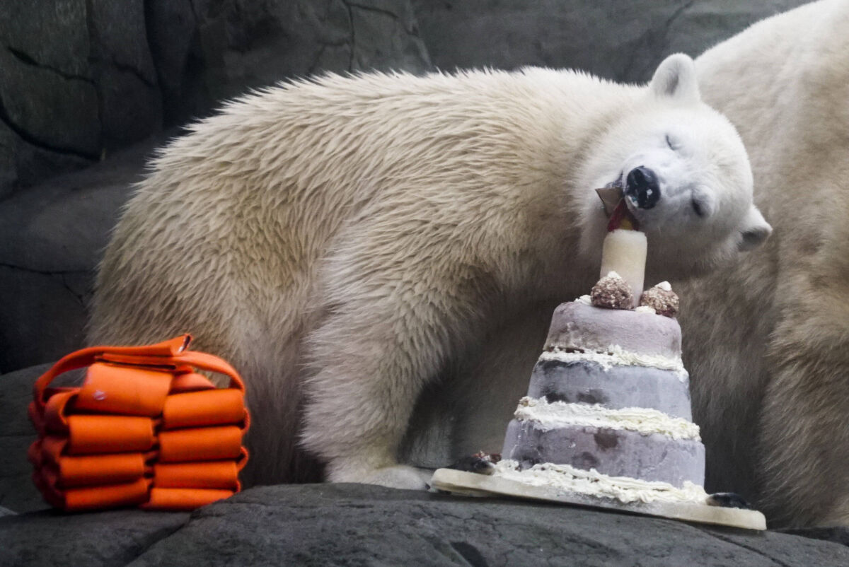 Mit-Eistorte-Eisb-r-Mika-feiert-ersten-Geburtstag-in-Karlsruher-Zoo