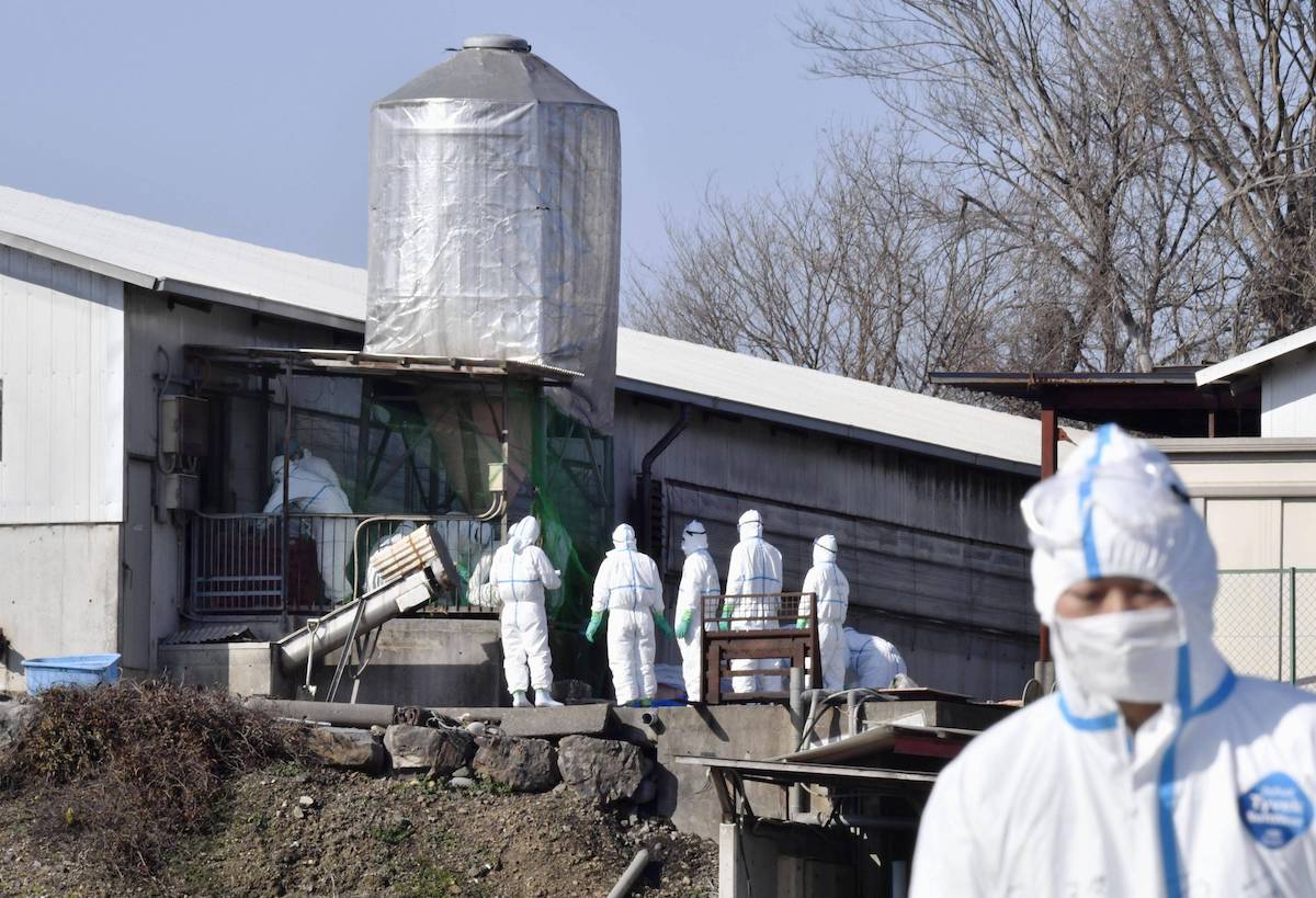 Mutationen-drohen-Aktuelle-Vogelgrippe-wird-zur-akuten-Gefahr