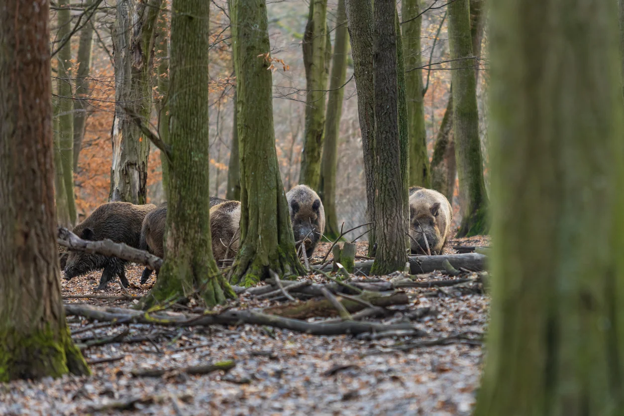 Wildschwein-Alarm-in-W-ldern-So-sollte-man-sich-verhalten-