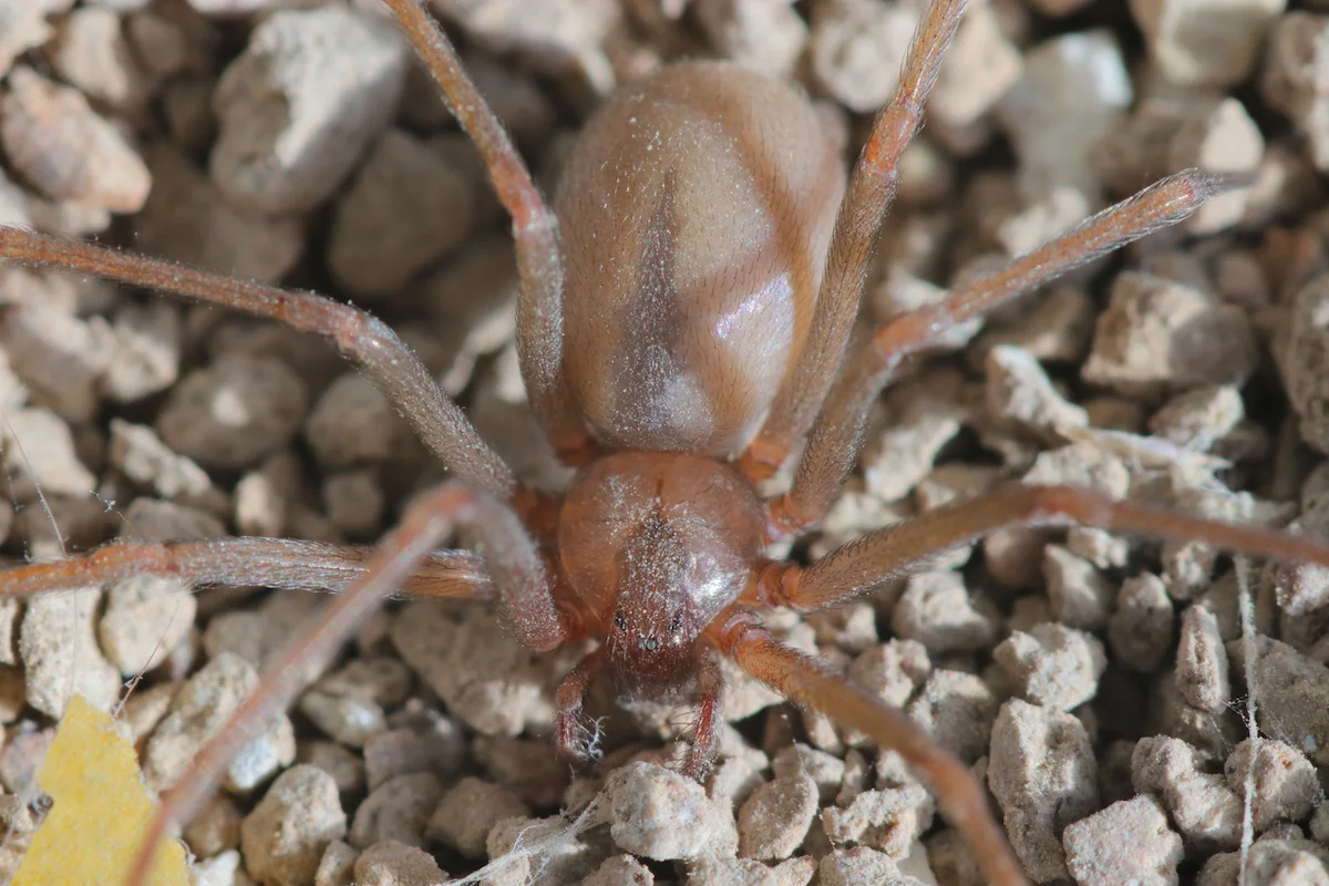 Giftige-Einsiedlerspinne-erstmals-in-Deutschland-nachgewiesen