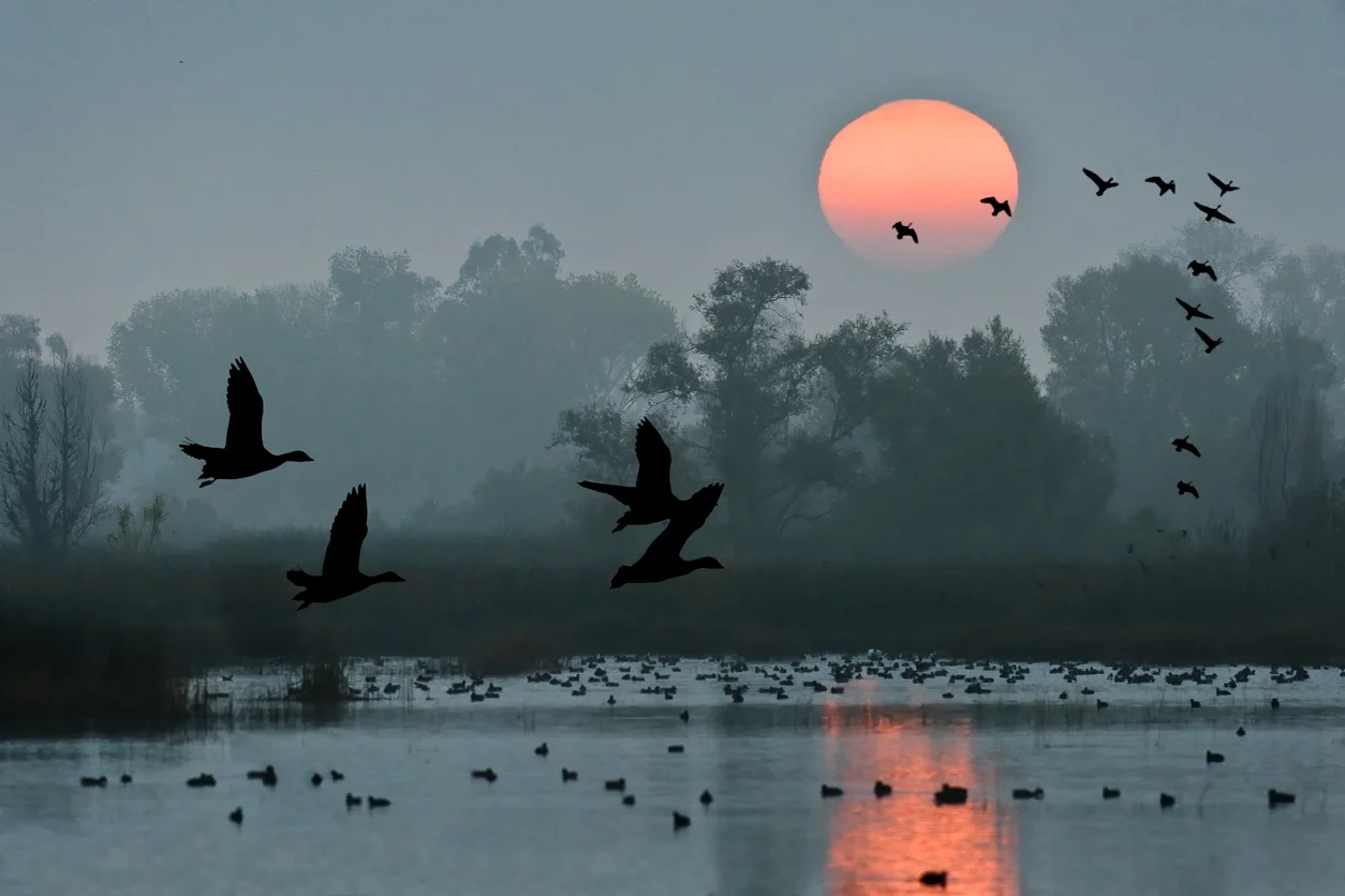 Am-Himmel-Tiersch-tzer-k-ndigen-einmaliges-Naturschauspiel-an