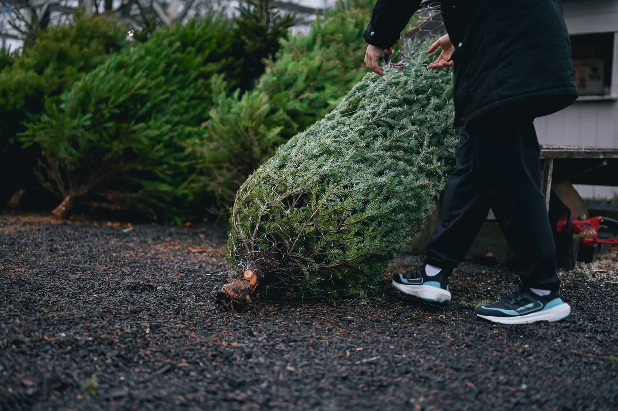 Anlaufstellen-Karlsruher-m-ssen-ihren-Weihnachtsbaum-entsorgen