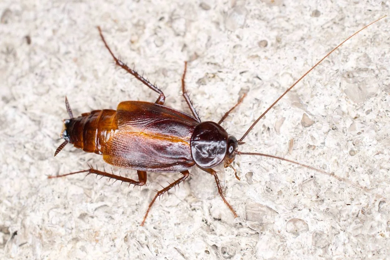 Ungezieferbefall-Weinrestaurant-bei-Karlsruhe-steht-auf-Ekelliste